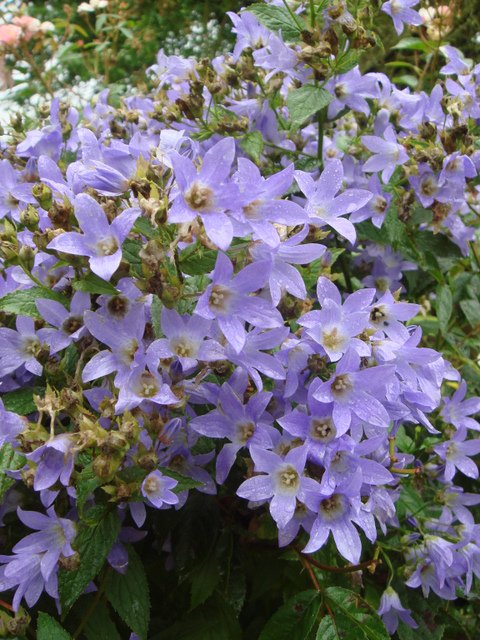 Campanula lactiflora 'Pritchard's Variety' fleur